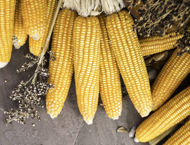 玉米供求關(guān)系影響著價(jià)格，2022年我國玉米播種面積和產(chǎn)量或?qū)⒊掷m(xù)增加(圖2)