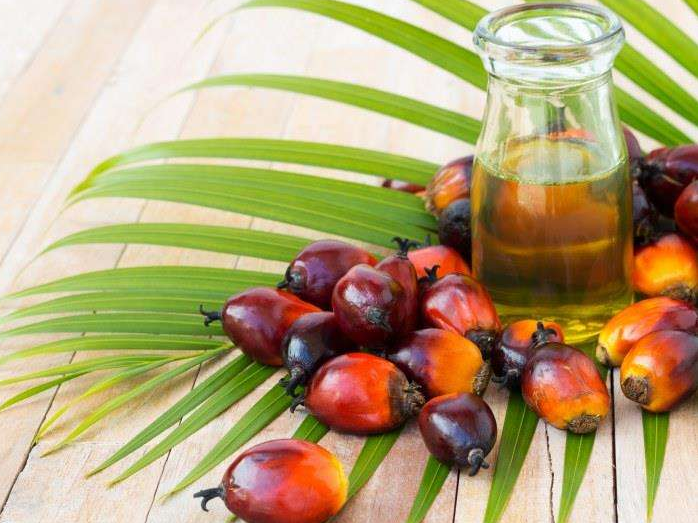 如何投資建設(shè)棕櫚油加工廠(chǎng)？企鵝糧油機(jī)械在線(xiàn)為您答疑解惑(圖1)