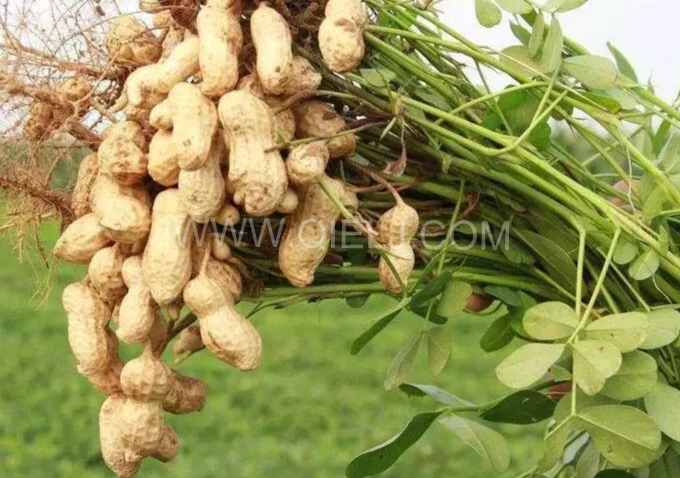 企鵝機械提供全套花生油提取設備，服務周到獲稱贊(圖1)