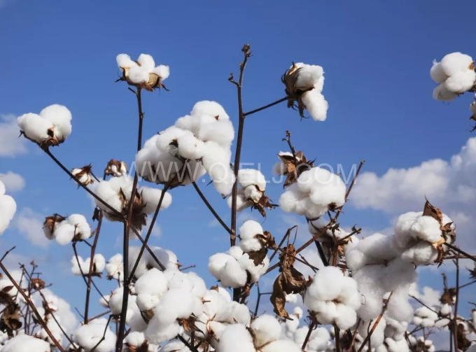 棉籽油精煉設(shè)備，充分脫離棉酚生產(chǎn)健康營養(yǎng)油(圖1)